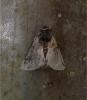 Thaumetopoea processionea
